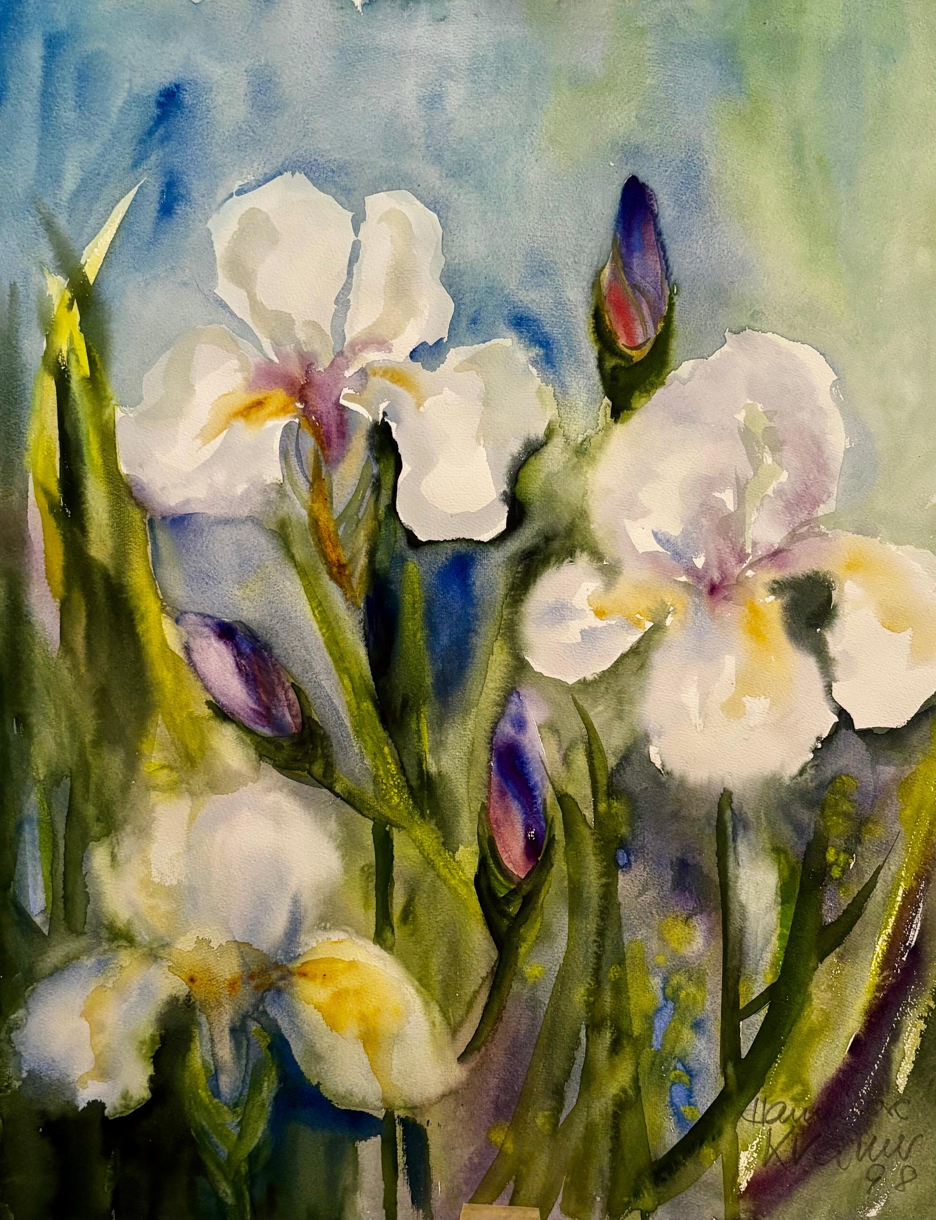 Weisse Iris
